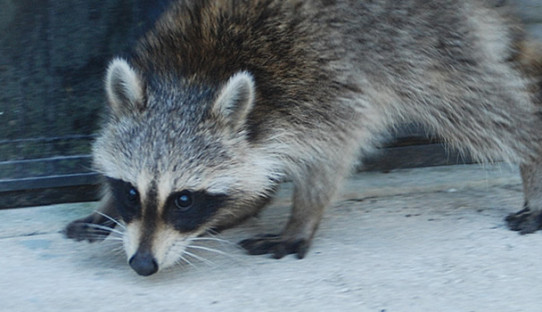 Raccoon Removal in Gary