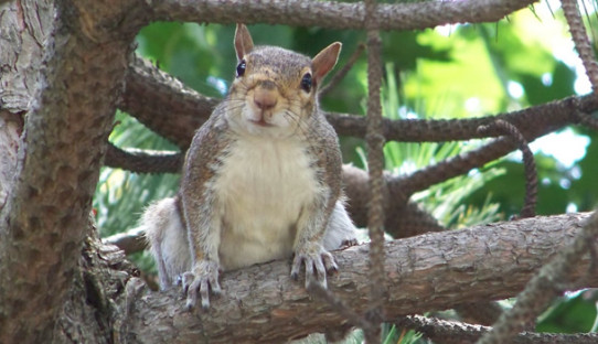 Squirrel Removal in Gary